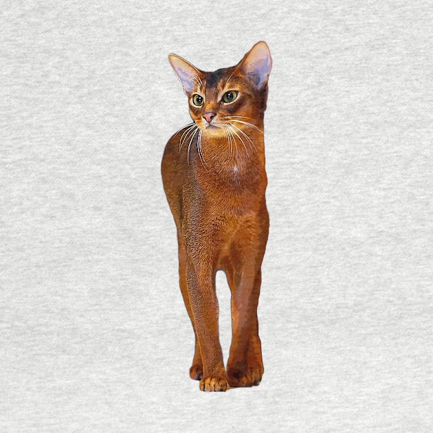 Abyssinian Cat Kitten by Elarex